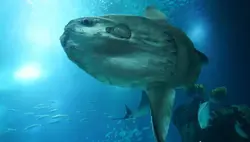 Sunfish City